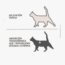 Nexgard Combo per gatos